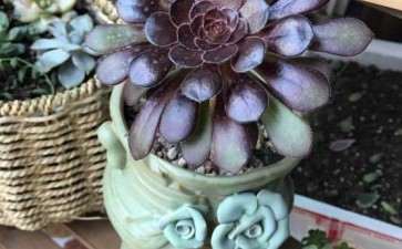 法师多肉出很多头 要不要砍头 图片