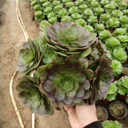 溜溜我的法师多肉 养太多了心累