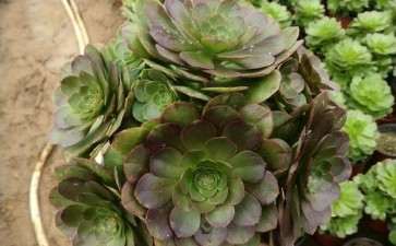 溜溜我的法师多肉 养太多了心累 图片