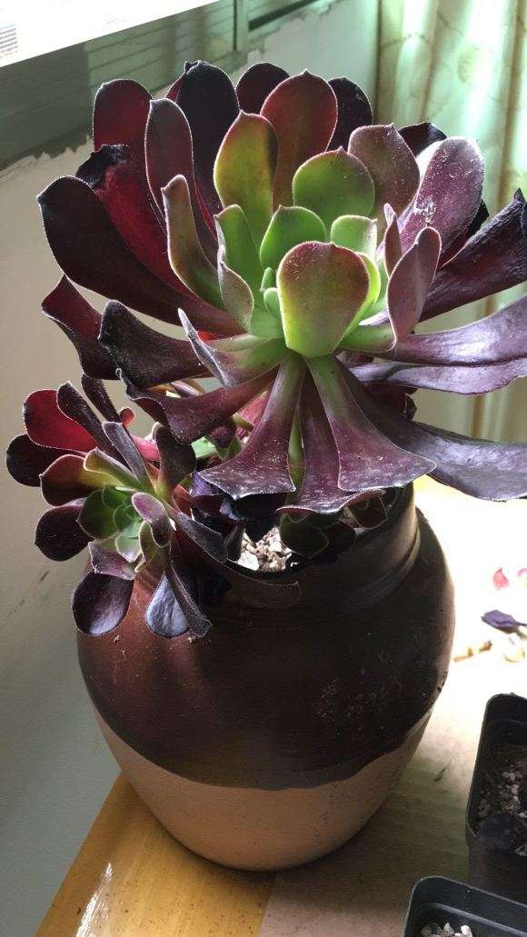 法师多肉怎么才知道服盆了啊