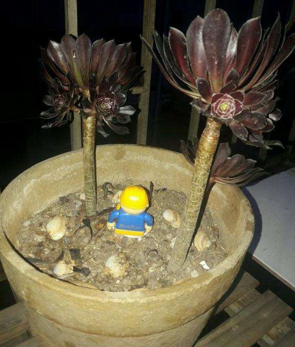 法师多肉会休眠 怎么判断它休眠了