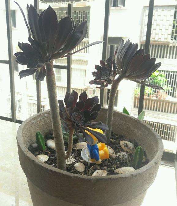 法师多肉会休眠 怎么判断它休眠了