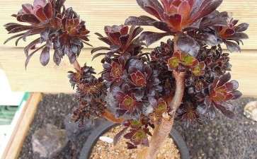 广东这边适合种法师多肉吗 图片