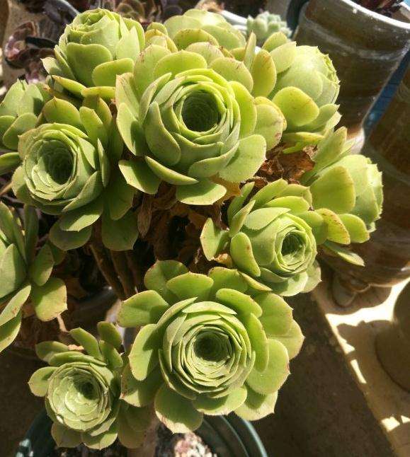 怎么判断法师多肉休眠没休眠