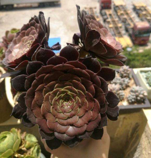 怎么判断法师多肉休眠没休眠