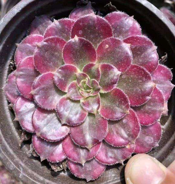 这是红颜法师多肉吗