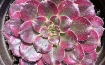 这是红颜法师多肉吗 图片