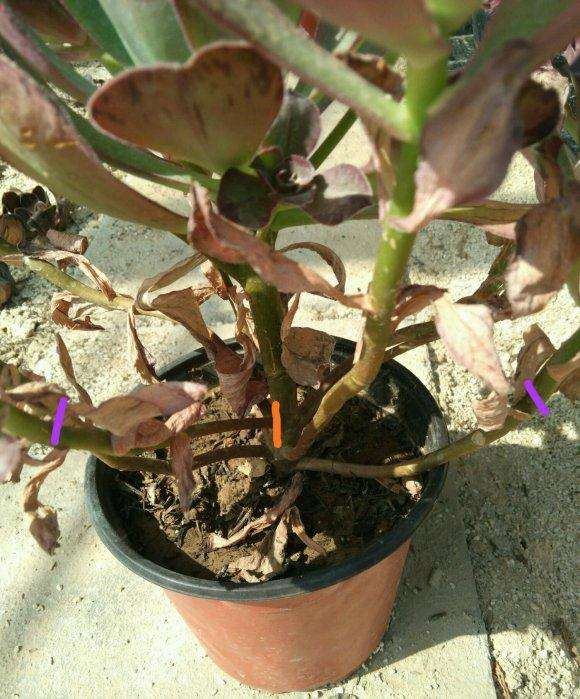 法师多肉怎么砍头的3个方法