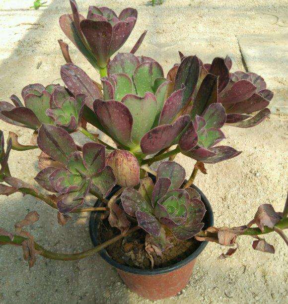 法师多肉怎么砍头的3个方法