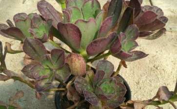 法师多肉怎么砍头的3个方法 图片