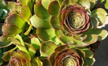 我陷入法师多肉坑 不能自拔 怎么办