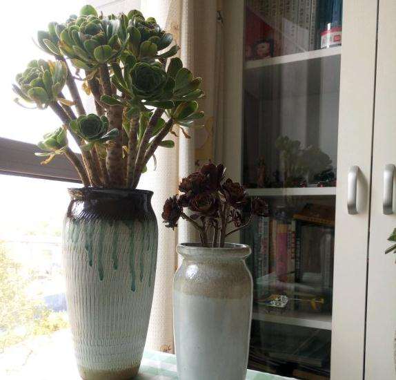 绿法师多肉被我养成这样了