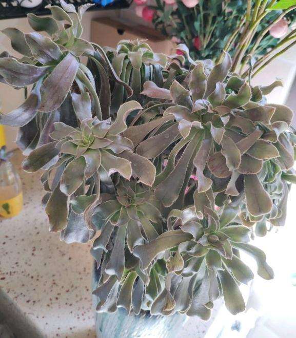 绿法师多肉被我养成这样了