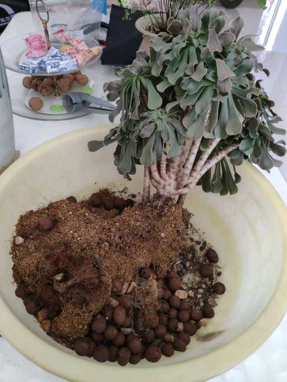 绿法师多肉被我养成这样了 怎么办