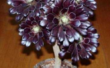 法师多肉叶子一直干 快秃了 图片