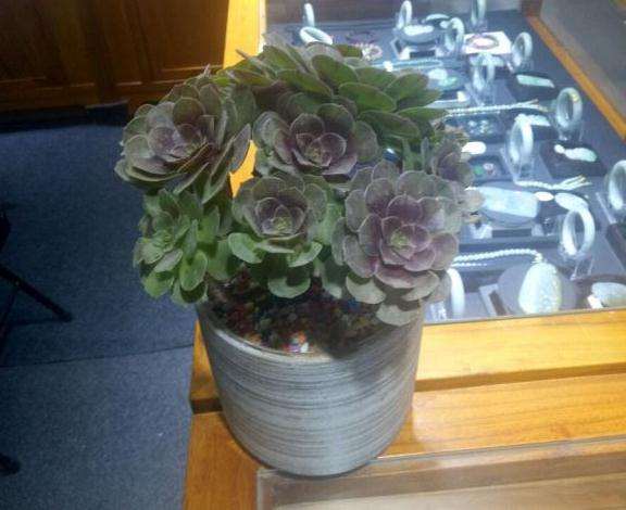 这个是万圣节多肉法师吗