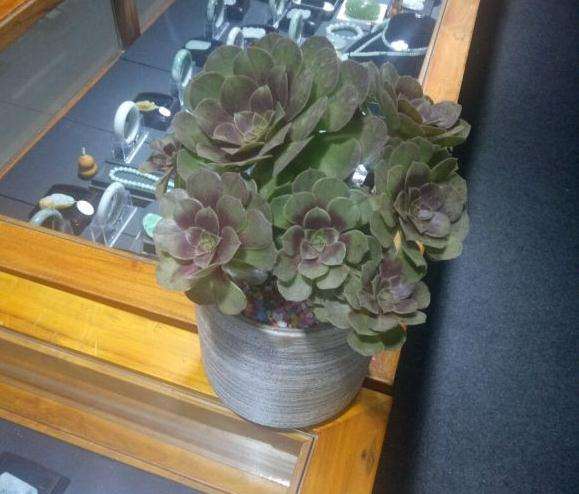 这个是万圣节多肉法师吗