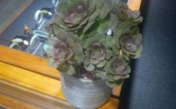 这个是万圣节多肉法师吗 图片