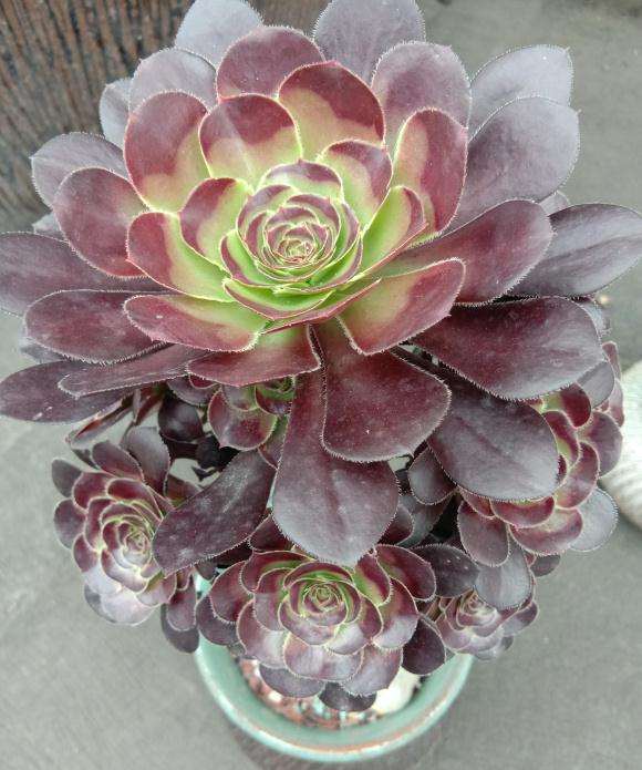 为什么法师多肉度夏比拟石莲容易些