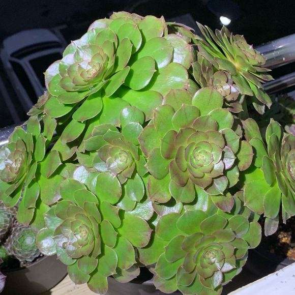 为什么法师多肉度夏比拟石莲容易些