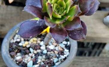 广东有人养三仙法师多肉吗 图片