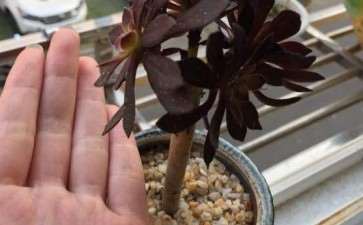 为什么黑法师多肉好多叶子都干了呀