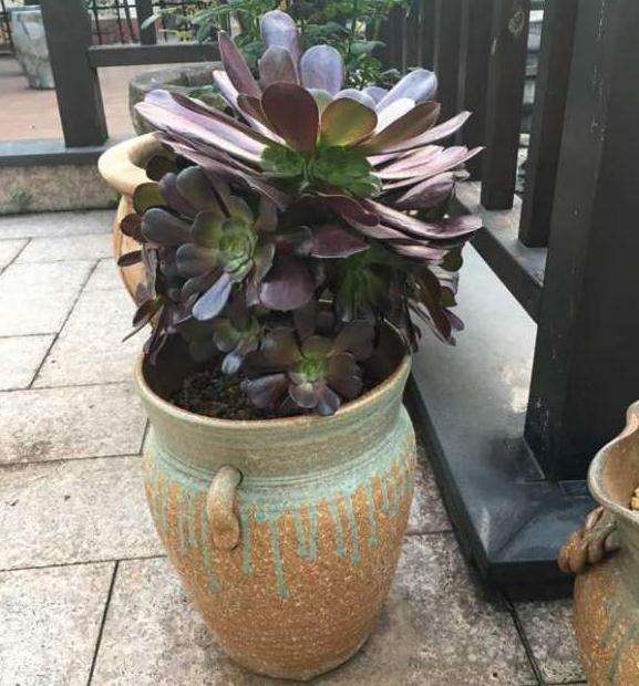 法师多肉怎么配土比例的方法