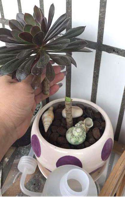 黑法师多肉去了头怎么处理的方法