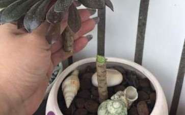 黑法师多肉去了头怎么处理的方法 图片