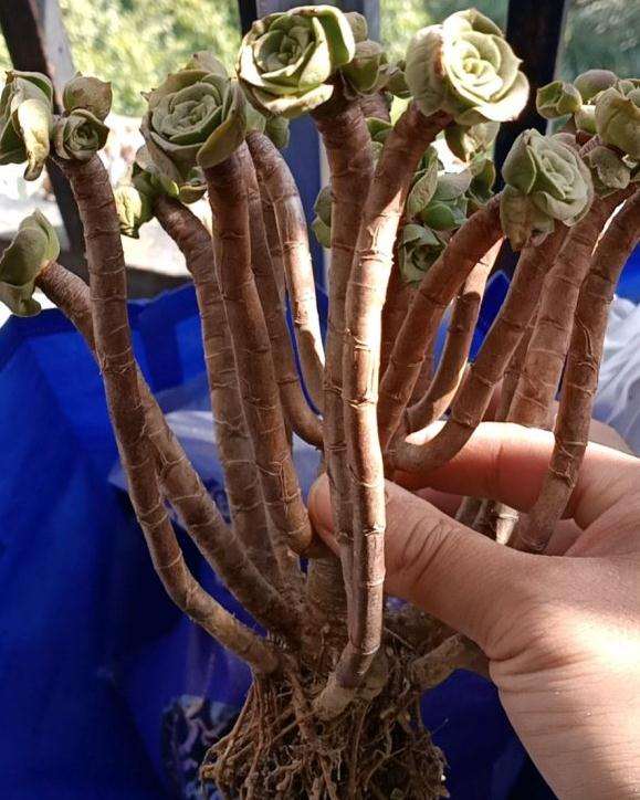 这是什么品种的法师