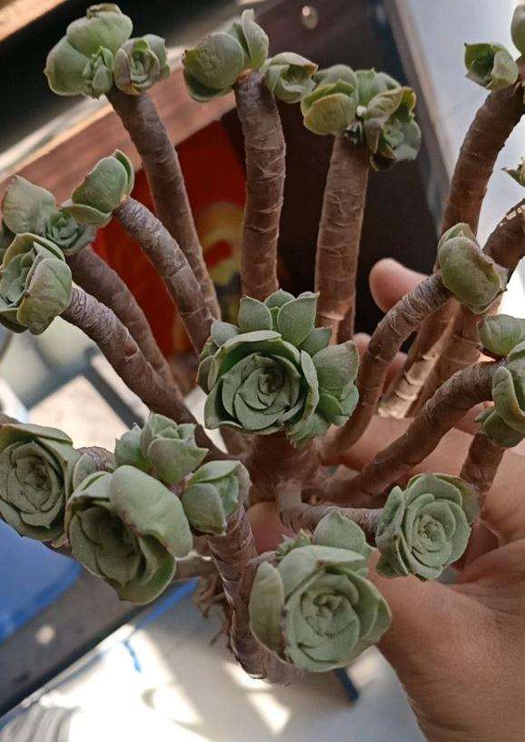 这是什么品种的法师