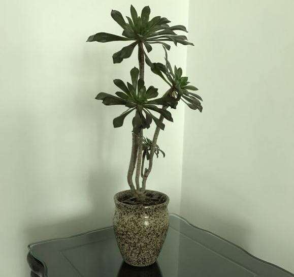 黑法师多肉 杆子又细又高 怎么办 图片