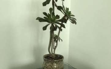 黑法师多肉 杆子又细又高 怎么办 图片