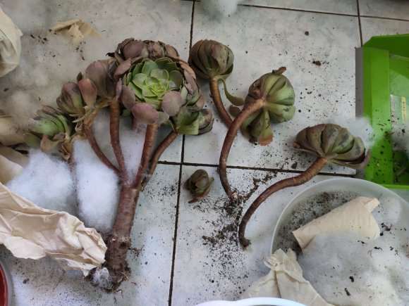 法师多肉断掉的枝条怎么处理