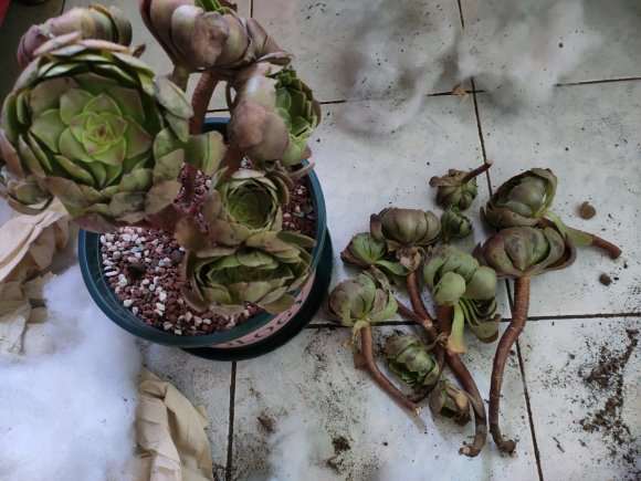 法师多肉断掉的枝条怎么处理