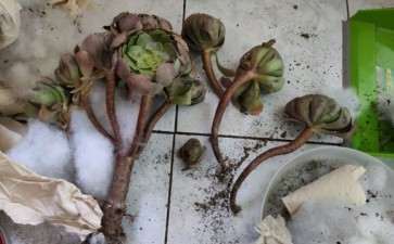 法师多肉断掉的枝条怎么处理 图片