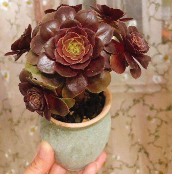 这盆法师多肉叫什么名字