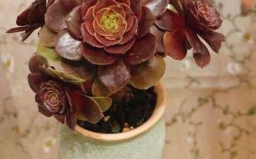 这盆法师多肉叫什么名字 图片