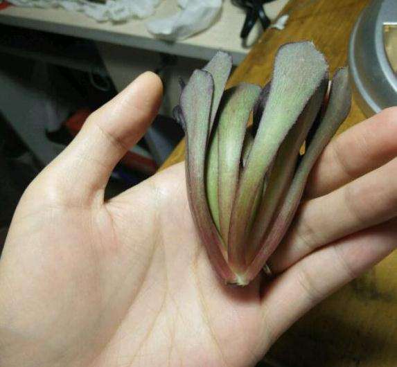 法师多肉被卖家砍这么短 还能发根吗