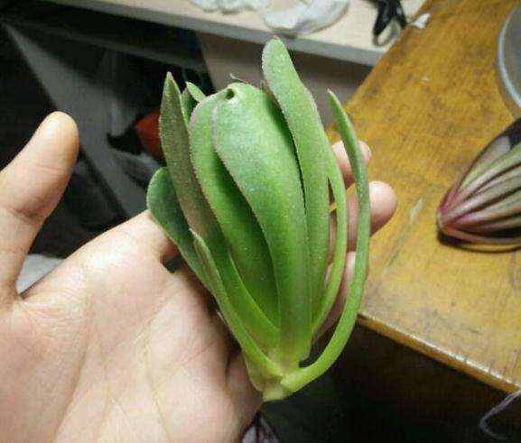 法师多肉被卖家砍这么短 还能发根吗