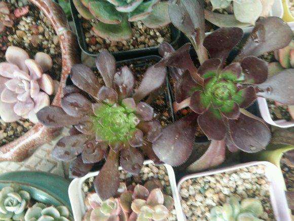 法师多肉被卖家砍这么短 还能发根吗