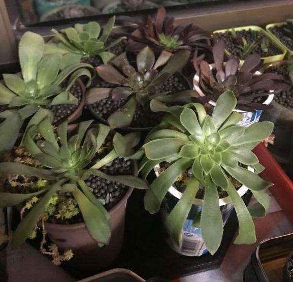 多肉法师怎么水诱的3个方法