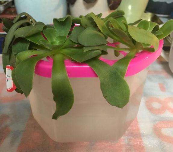 多肉法师怎么水诱的3个方法