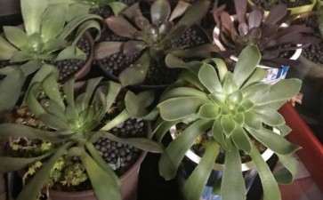 多肉法师怎么水诱的3个方法 图片