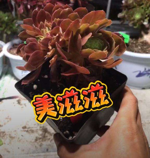 我家的法师多肉怎么成长的过程 图片