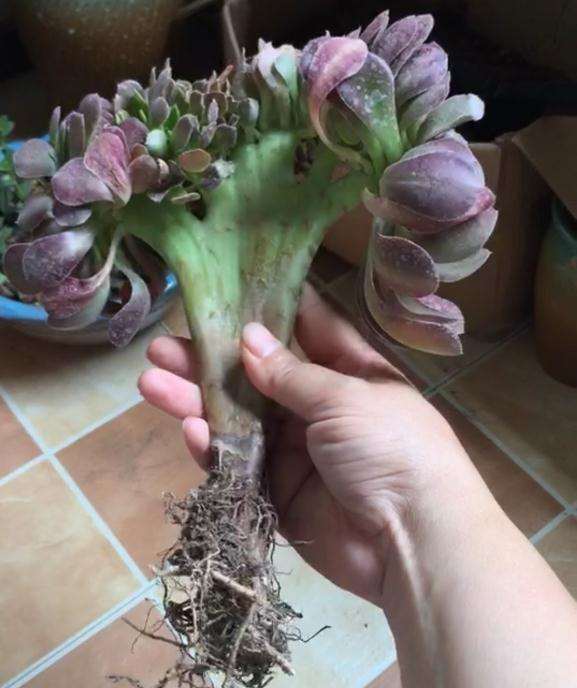 我家的法师多肉怎么成长的过程 图片