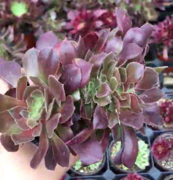 我家的法师多肉怎么成长的过程 图片