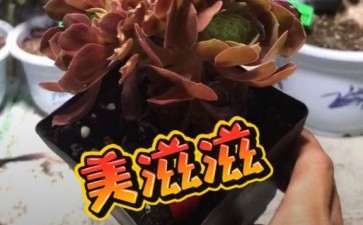 我家的法师多肉怎么成长的过程 图片