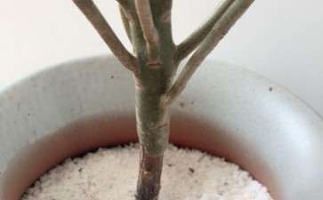 法师多肉根 这样还能活吗 怎么办 图片