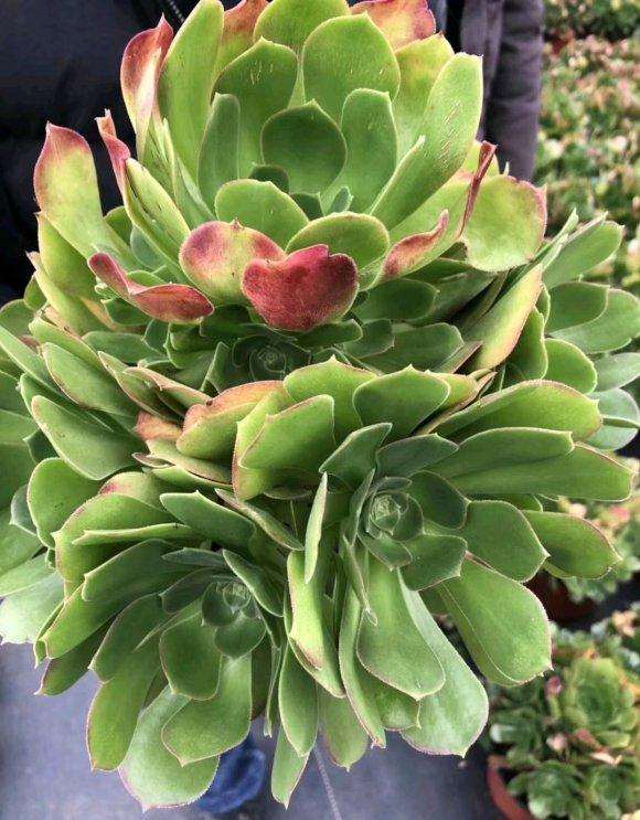 这款法师多肉是什么品种